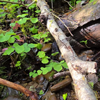 Oxalis trilliifolia