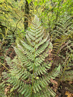 Athyrium filix-femina