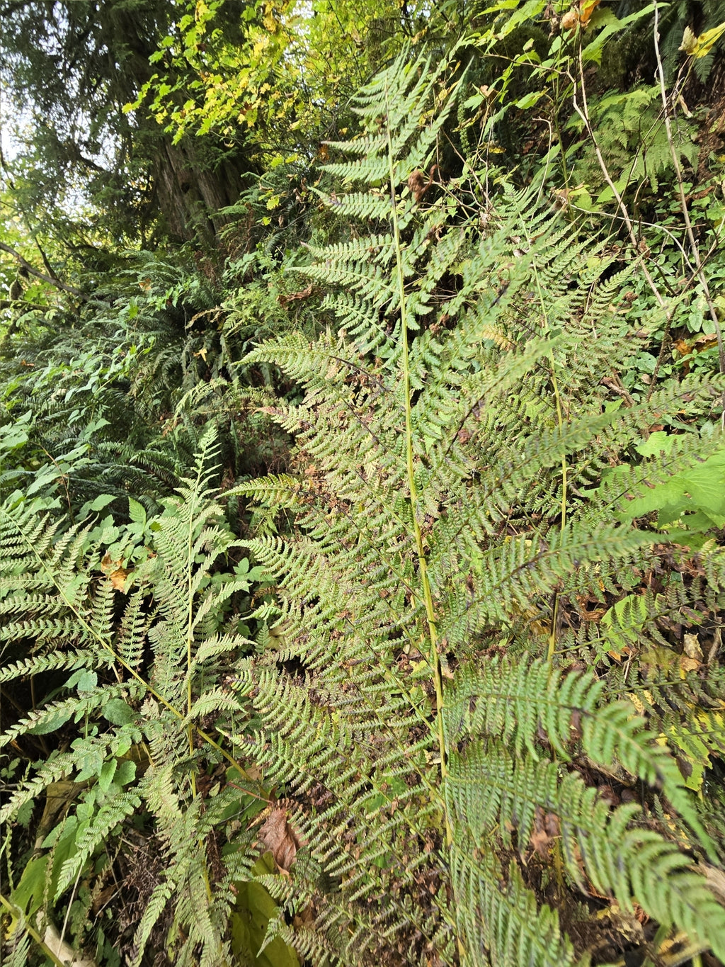 Athyrium filix-femina