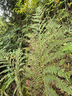 Athyrium filix-femina