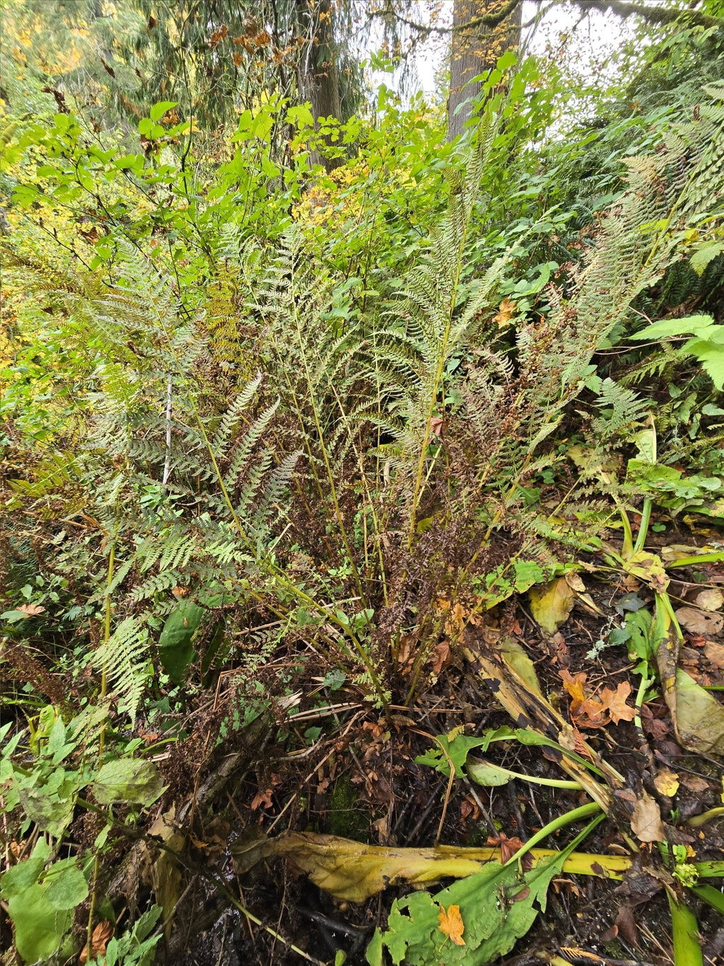 Athyrium filix-femina
