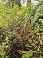 Athyrium filix-femina