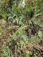 Athyrium filix-femina