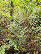 Athyrium filix-femina