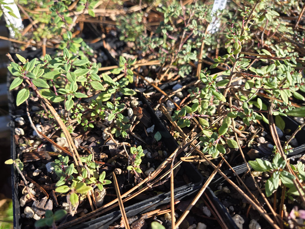 Monardella odoratissima - Coyote Mint