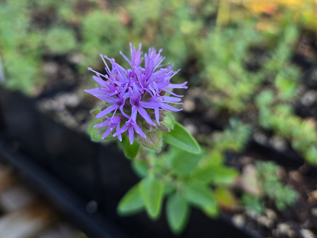 Monardella odoratissima - Coyote Mint
