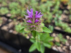 Monardella odoratissima - Coyote Mint