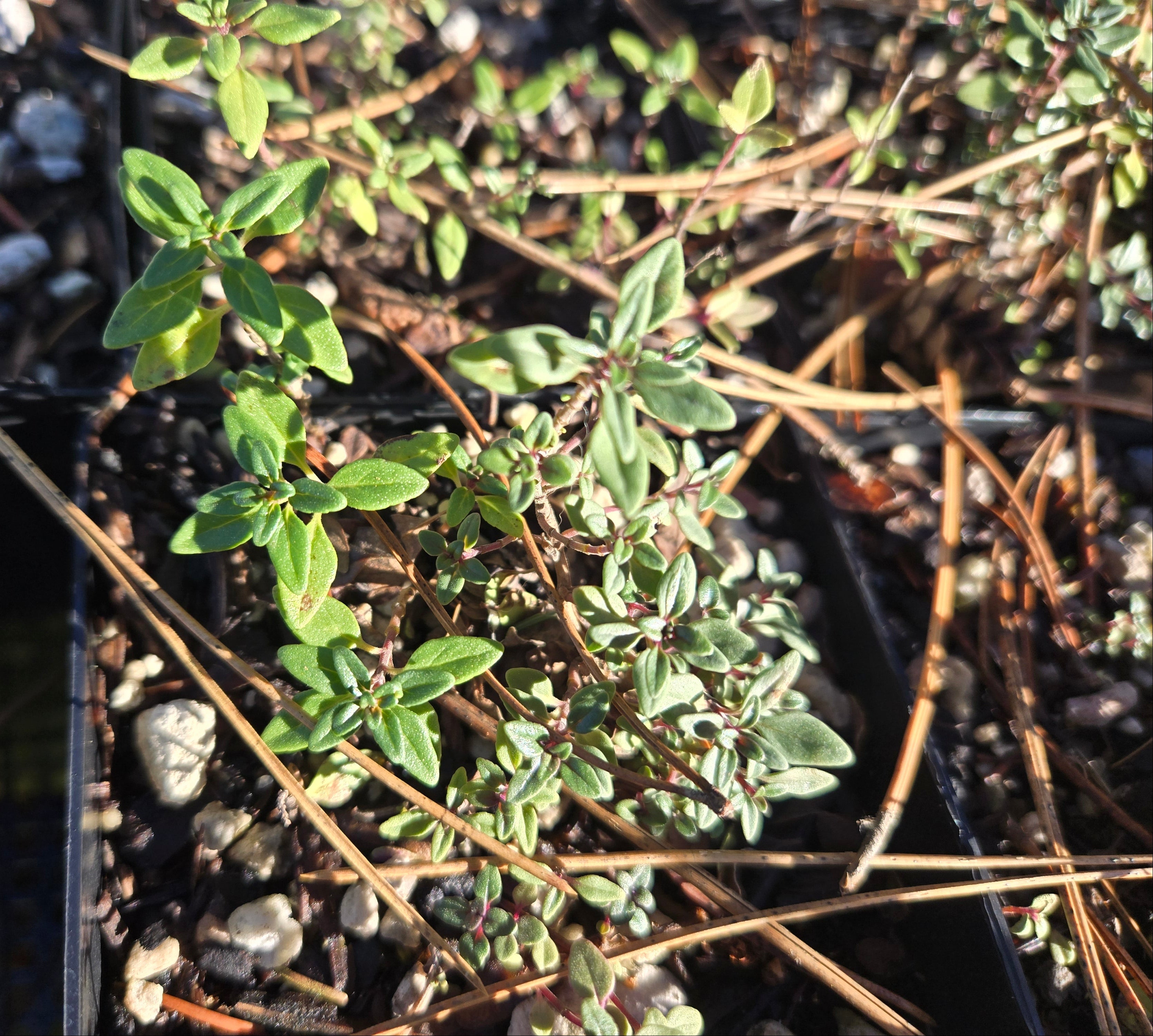 Monardella odoratissima - Coyote Mint