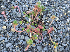 Sedum oreganum 