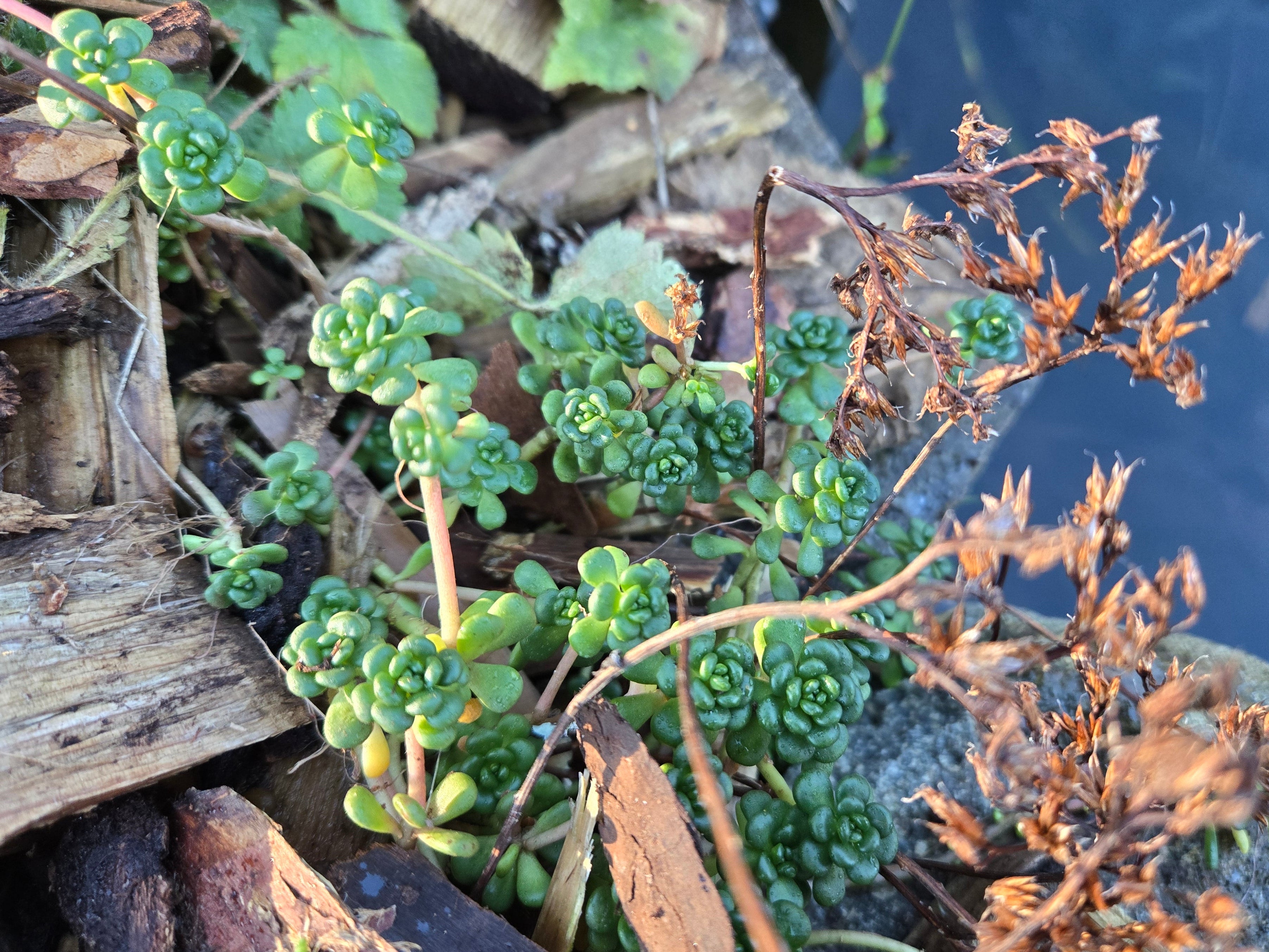 Sedum oreganum 