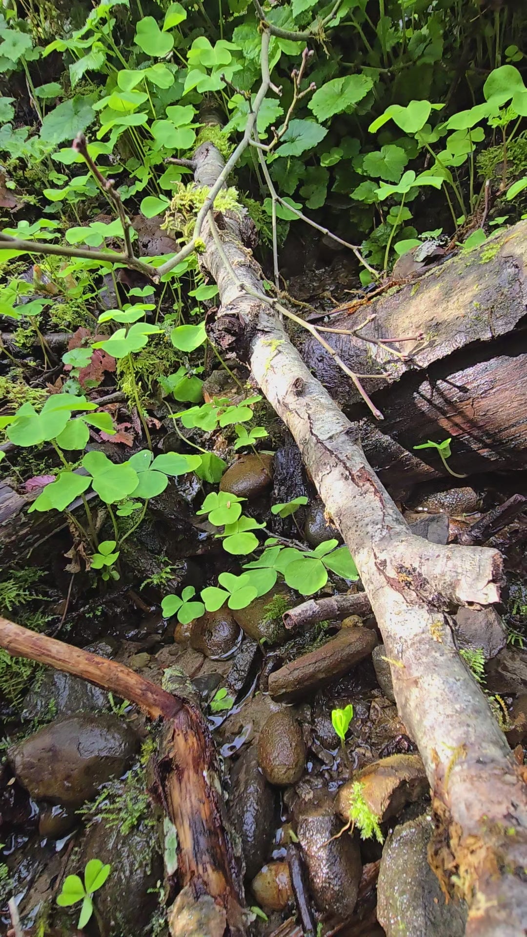 Oxalis trilliifolia